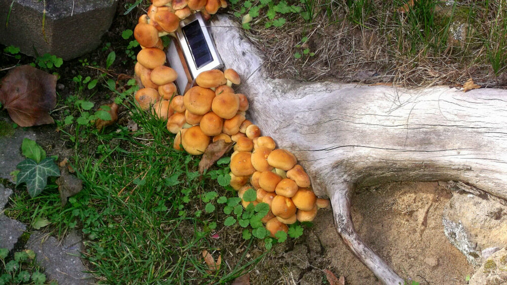 Золотые стёжки Чешского Рая 1129.JPG