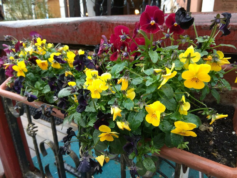 2018-30-Руст 8.jpg