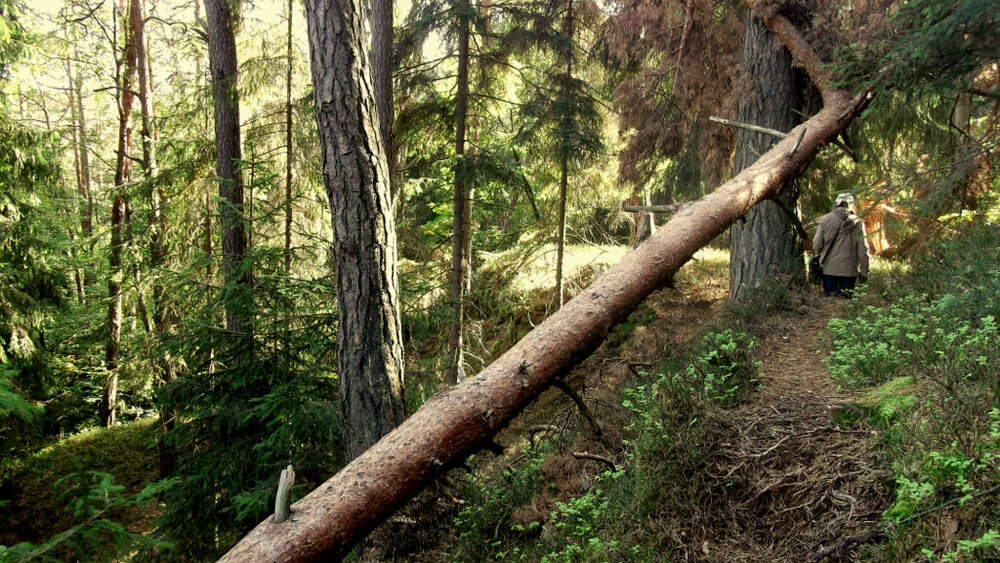 Золотые стёжки Чешского Рая 1116.JPG