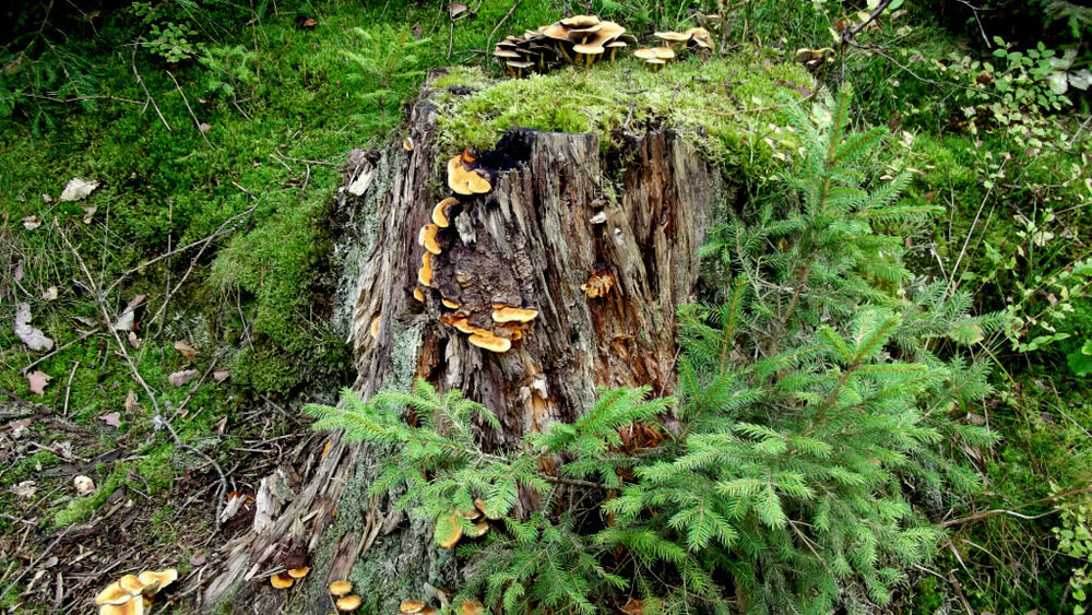 Золотые стёжки Чешского Рая 1126.JPG