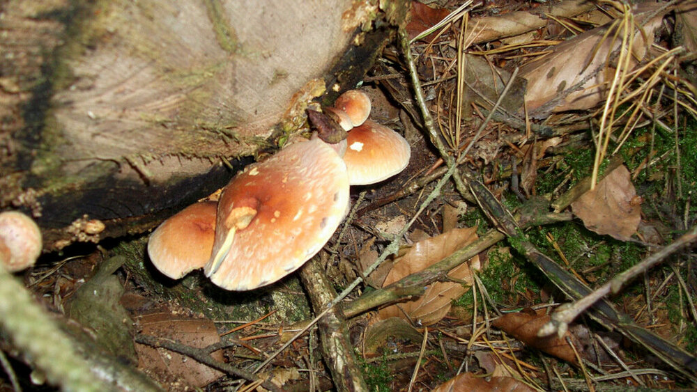 Золотые стёжки Чешского Рая 1171.JPG