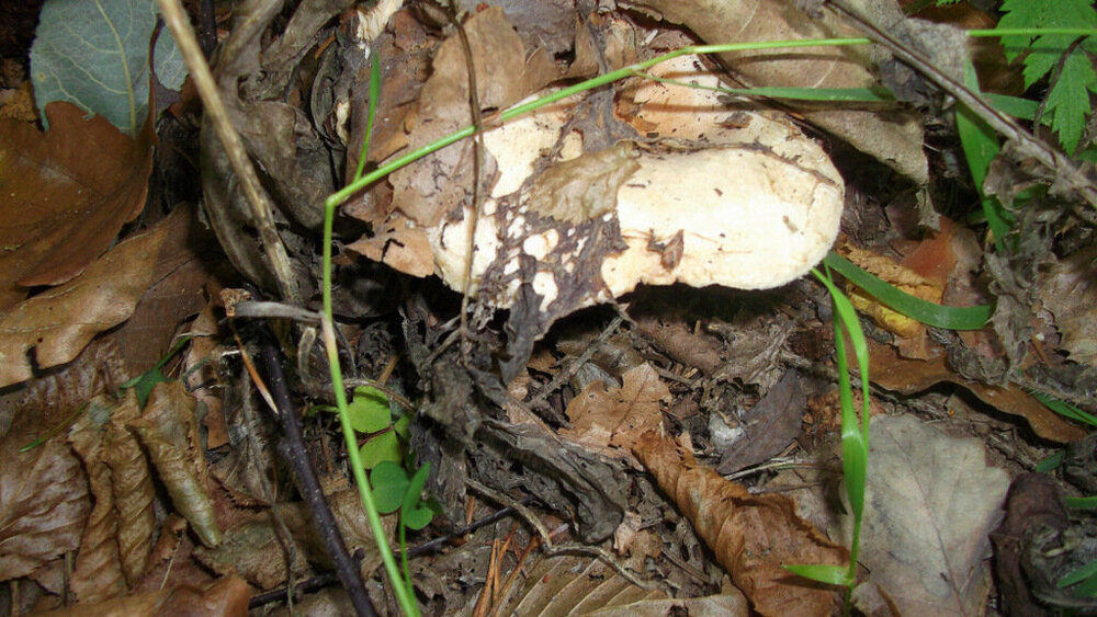 Золотые стёжки Чешского Рая 1155.JPG