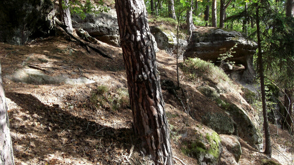 Золотые стёжки Чешского Рая 1247.JPG