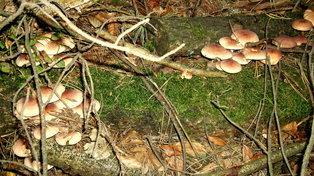 Золотые стёжки Чешского Рая 1169.JPG