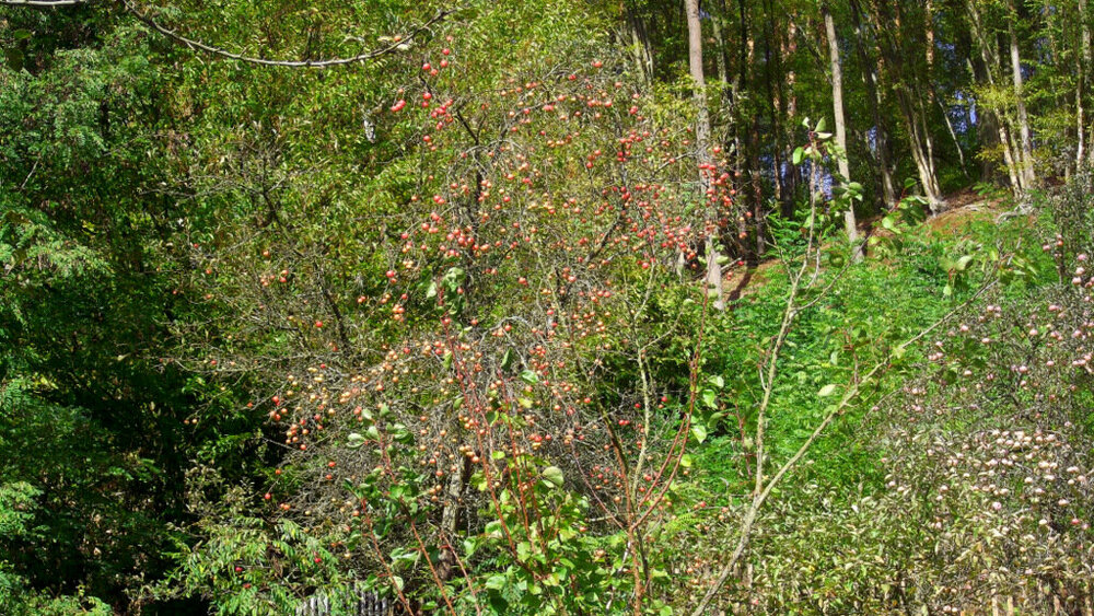 Золотые стёжки Чешского Рая 1092.JPG