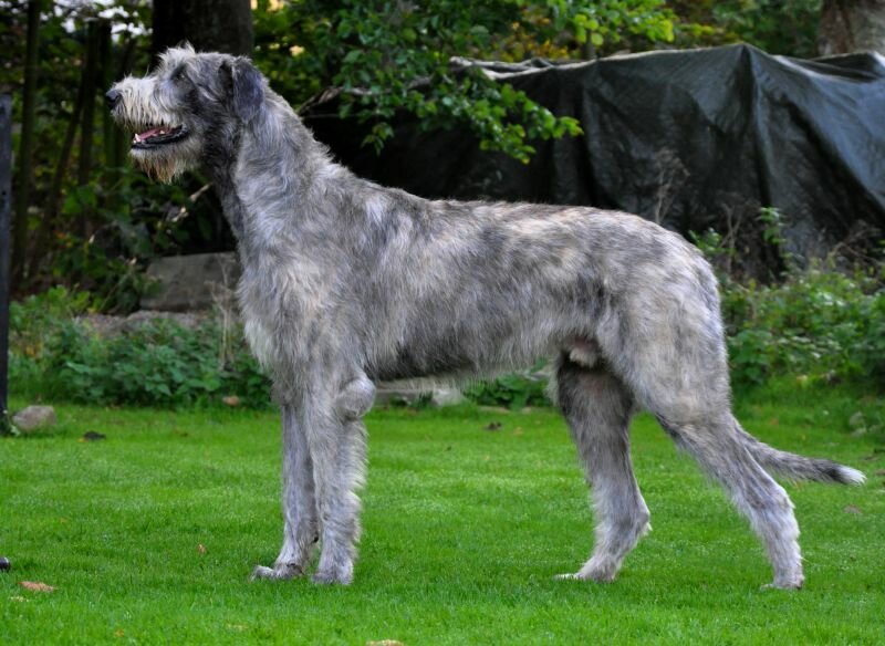 irish wolfhound.jpg
