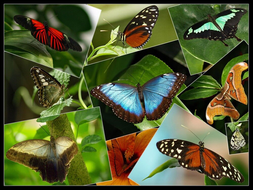 Группа насекомые бабочка. Коллекция энтомологическая "семейство бабочек". Много бабочек. Тропические бабочки. Экзотические бабочки.