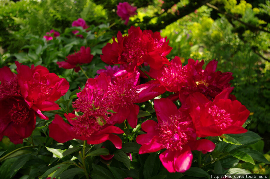 Ostrov-Maynau-na-Bodensko (2).jpg