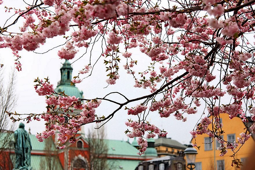 stockholm__sakura.klccongjofco[1].jpg