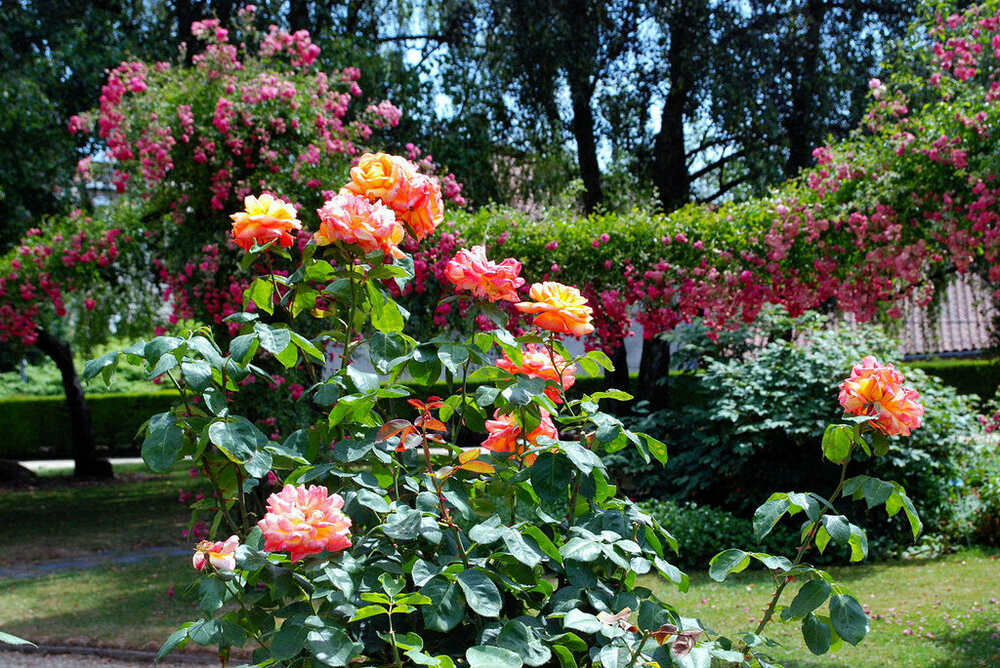 Ботанический сад Табор.jpg