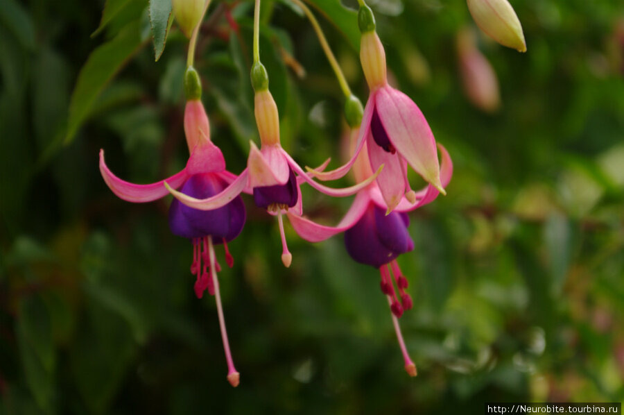 Ostrov-Maynau-na-Bodensko (1).jpg