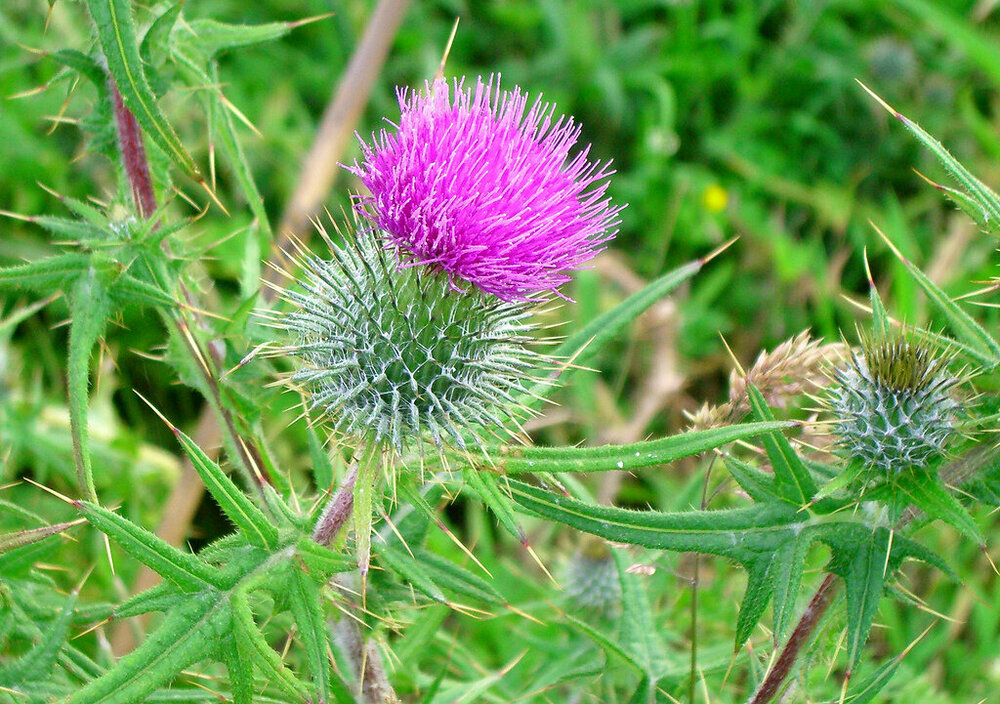 Чертополох Thistle шотландский