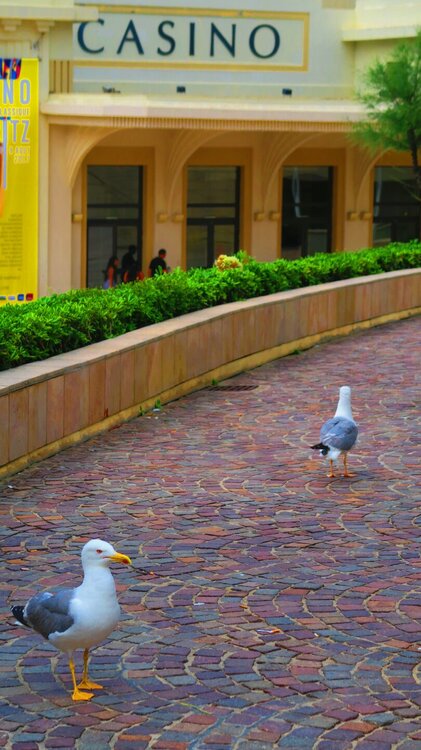 Европа 2017 586.jpg