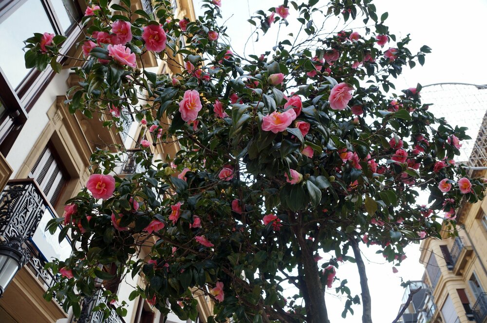 19_Сан Себастьян_188.JPG