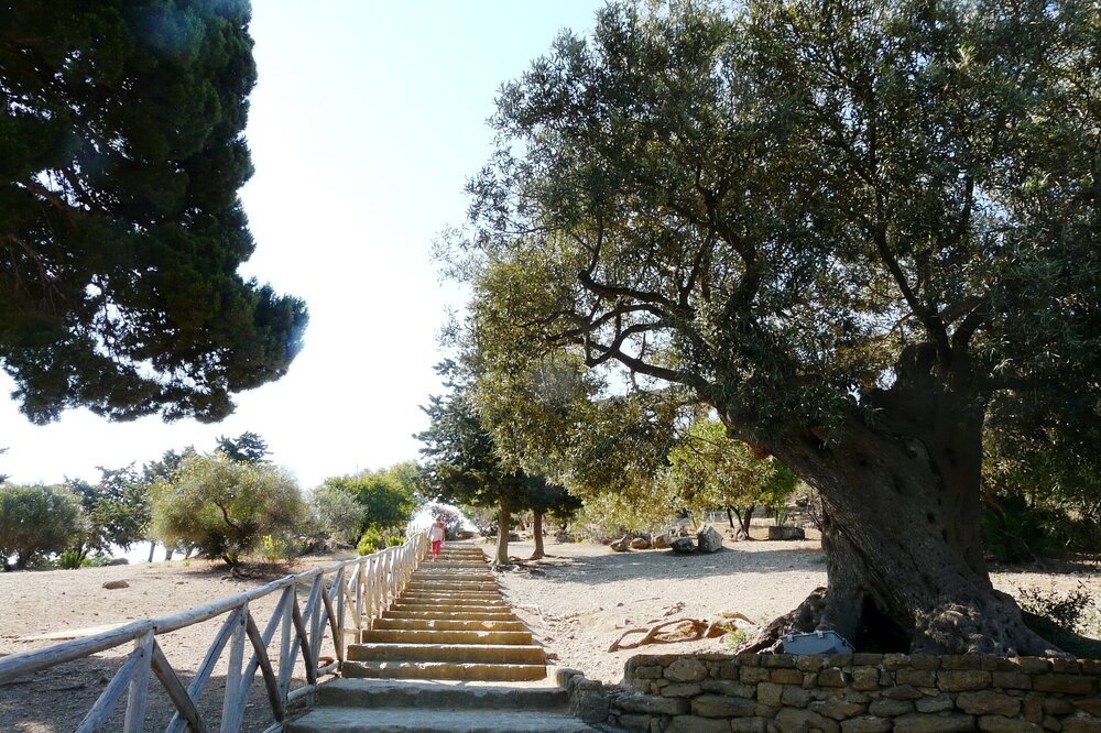 1126 оливе 800 лет.jpg