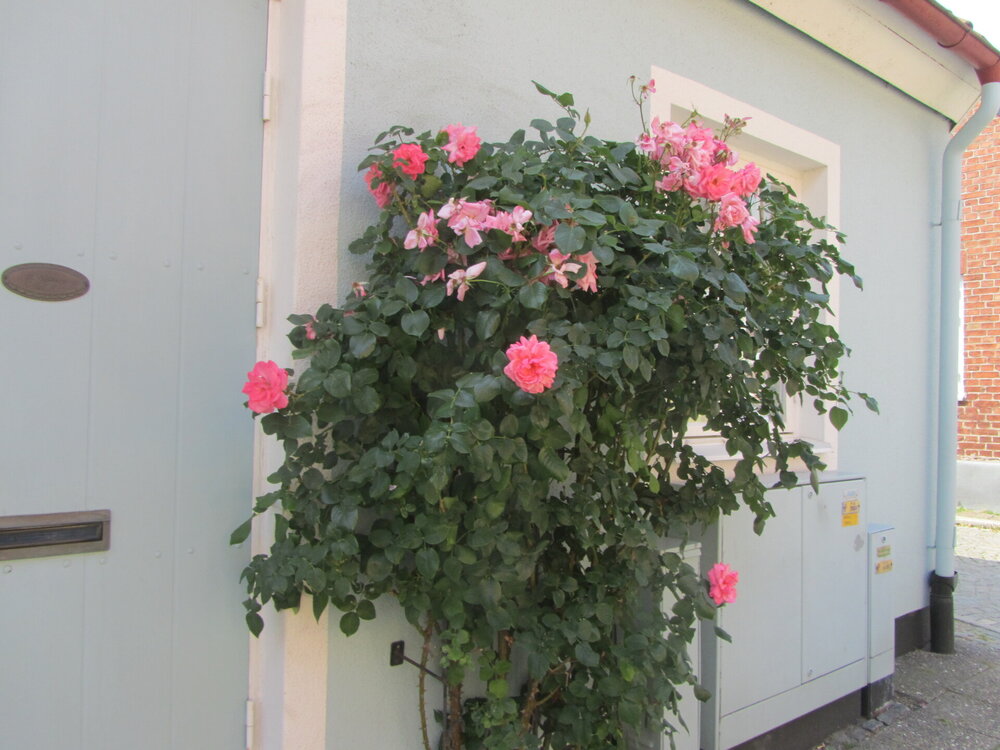 IMG_9443 — копия.JPG