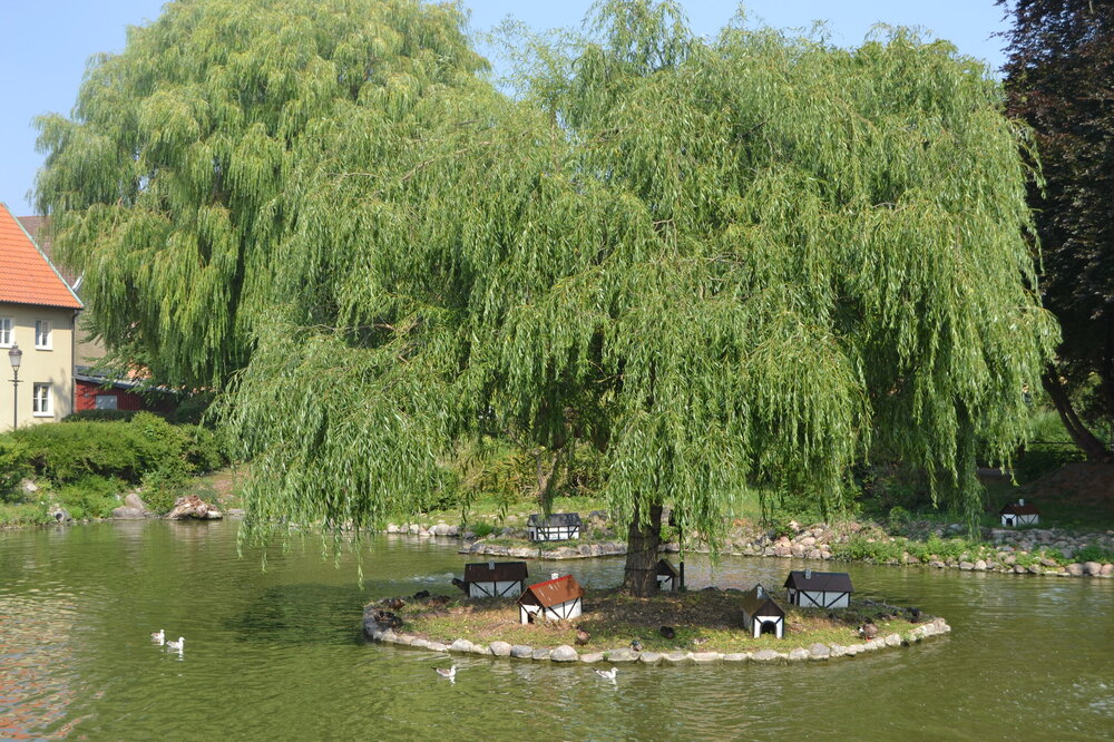 DSC_0278 — копия.JPG