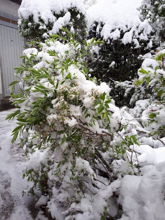 Заснеженные окресности баварских замков.jpg