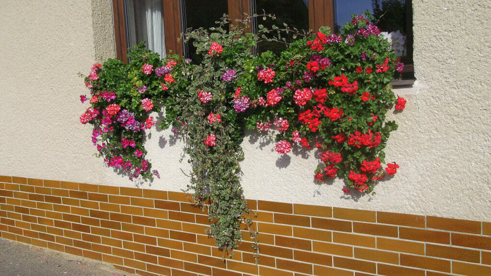 Золотые стёжки Чешского Рая 1882.JPG