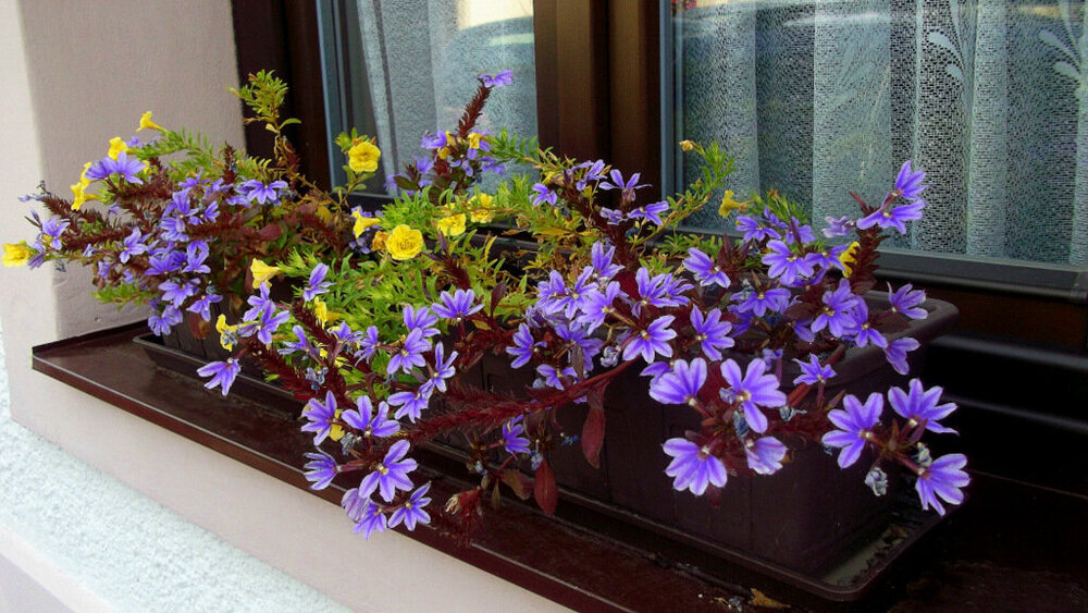 Золотые стёжки Чешского Рая 1879.JPG