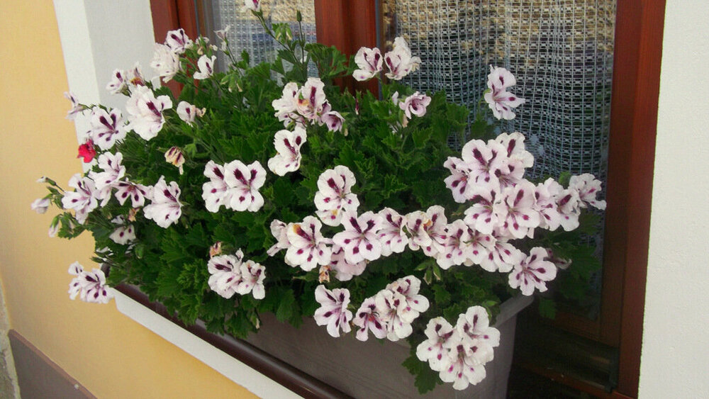 Золотые стёжки Чешского Рая 1881.JPG