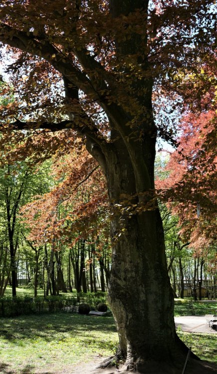 19.05.07_170_Янтарный_парк имени Беккра.JPG