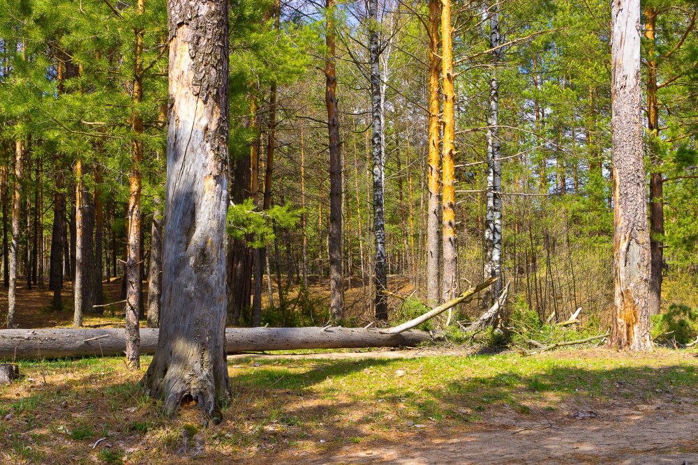 IMG_6902-1 Природа Марий Эл.jpg