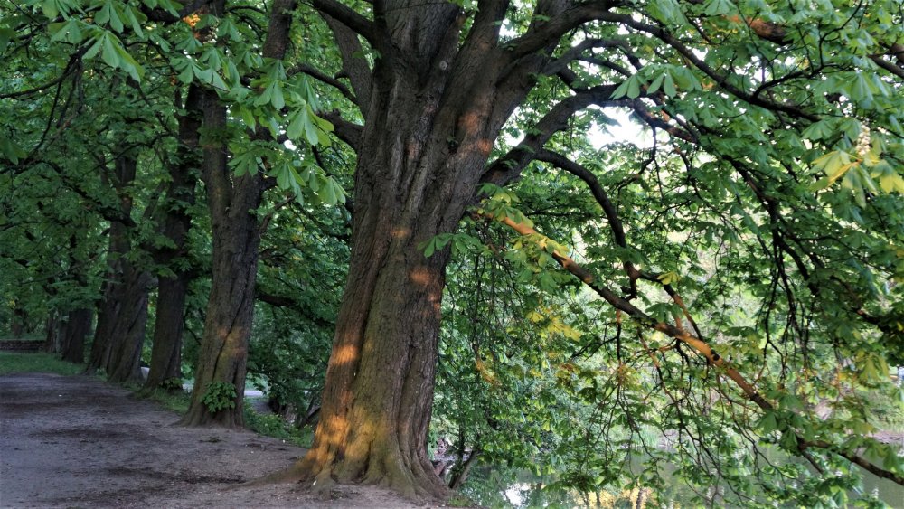 19.05.05_327_Калининград_Южный парк.JPG