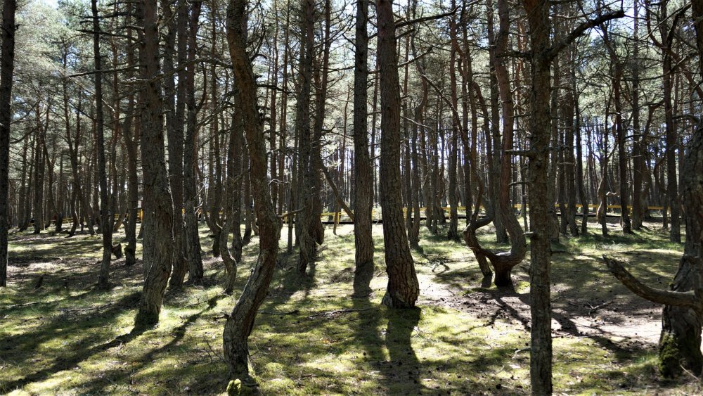 19.05.06_045_ Куршская коса_ Танцующий лес.JPG