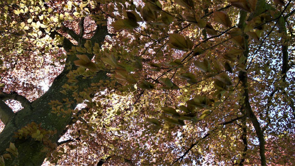 19.05.07_173_Янтарный_парк имени Беккра.JPG