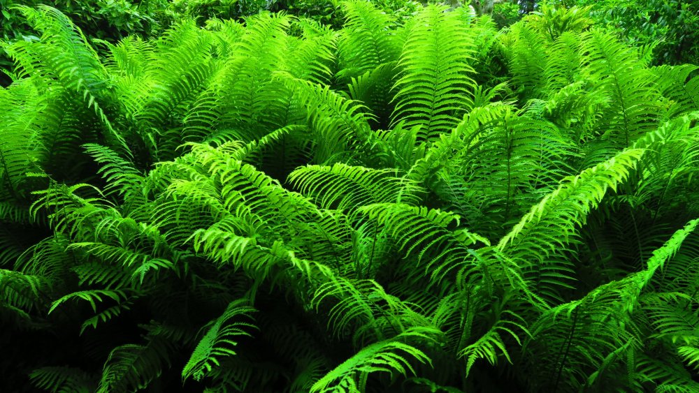 Солнечная Германия 511.jpg