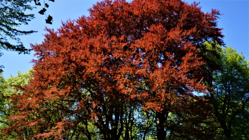 19.05.07_175_Янтарный_парк имени Беккра.JPG