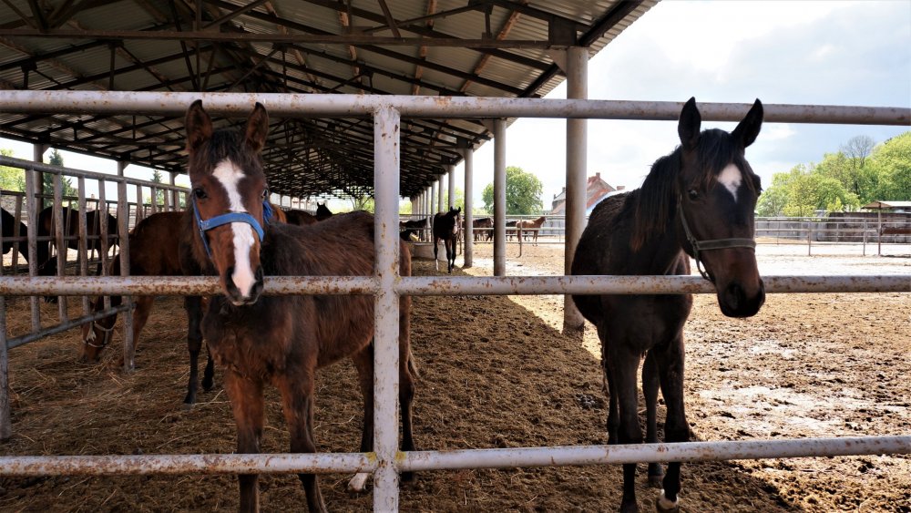 19.05.05_107_Черняховск_Конезавод Георгенбург.JPG