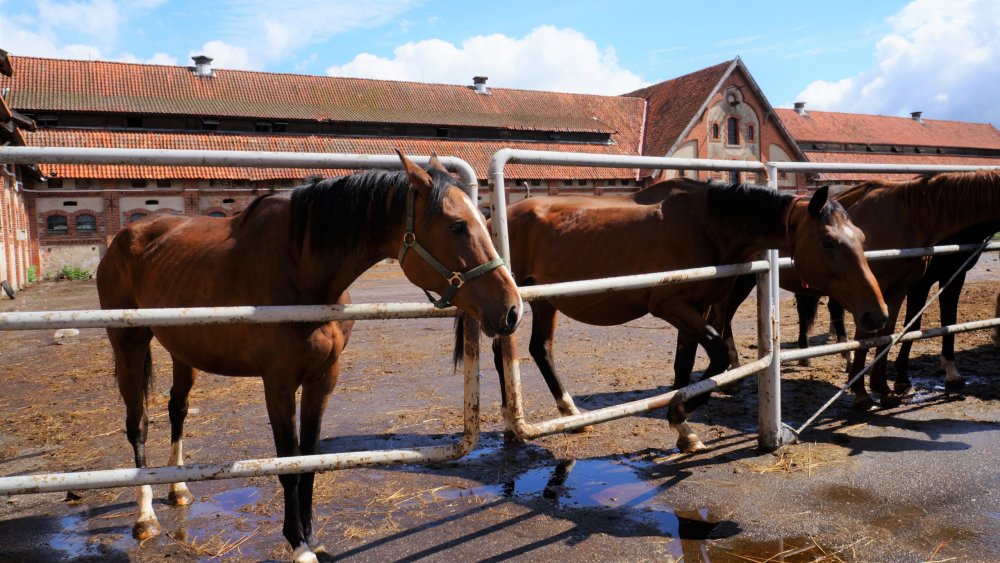 19.05.05_119_Черняховск_Конезавод Георгенбург.JPG