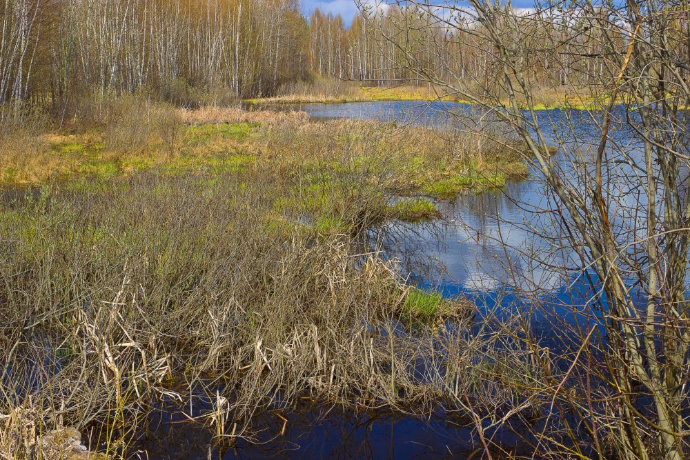 IMG_6884-1 Природа Марий Эл.jpg