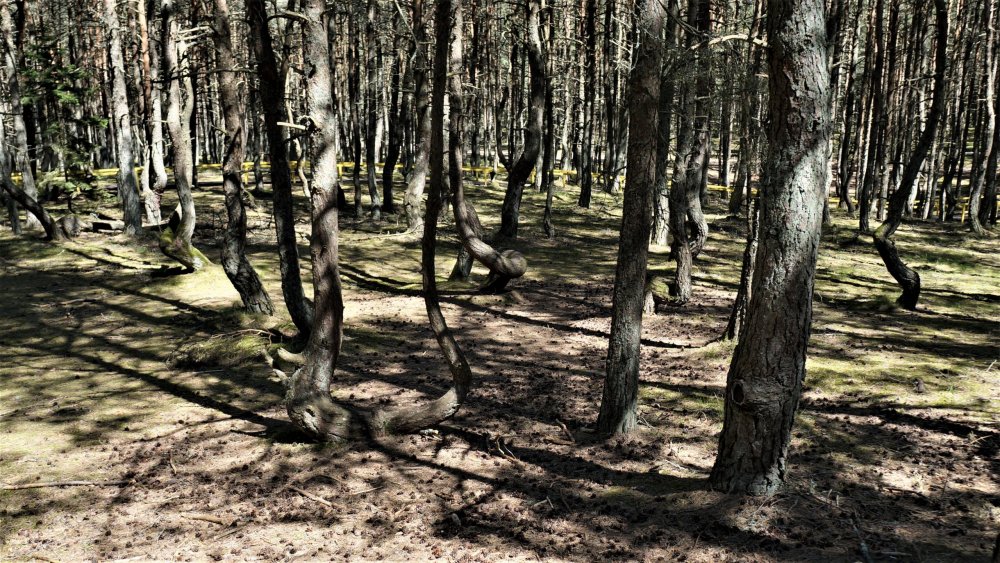 19.05.06_083_ Куршская коса_ Танцующий лес.JPG