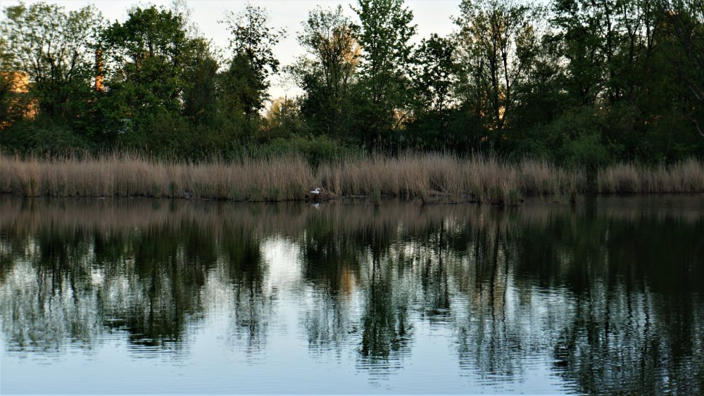 19.05.05_338_Калининград_Южный парк.JPG