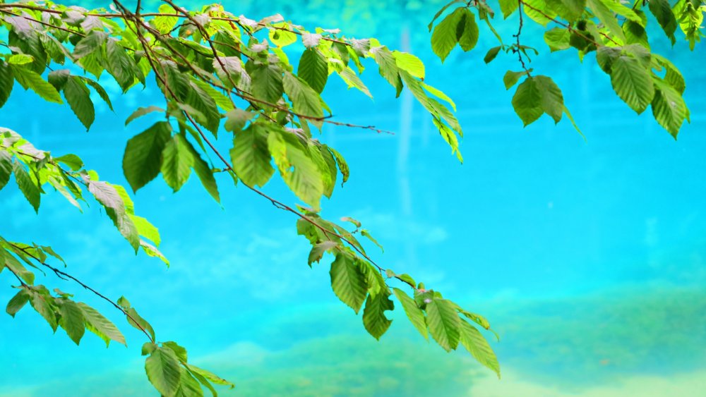 Солнечная Германия 690.jpg