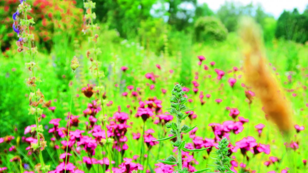 Солнечная Германия 514.jpg