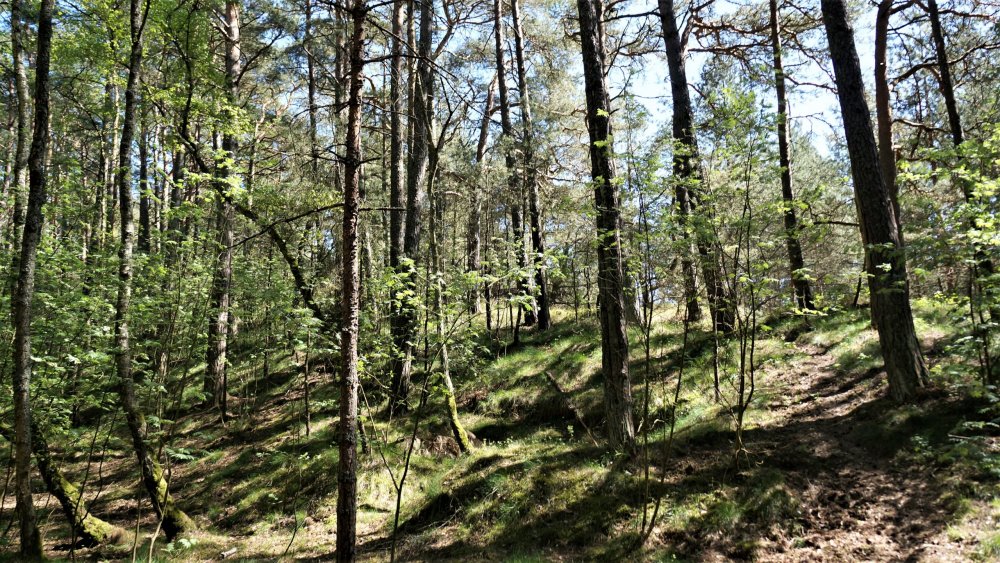 19.05.06_115_ Куршская коса_ Высота Эфа (дюна).JPG