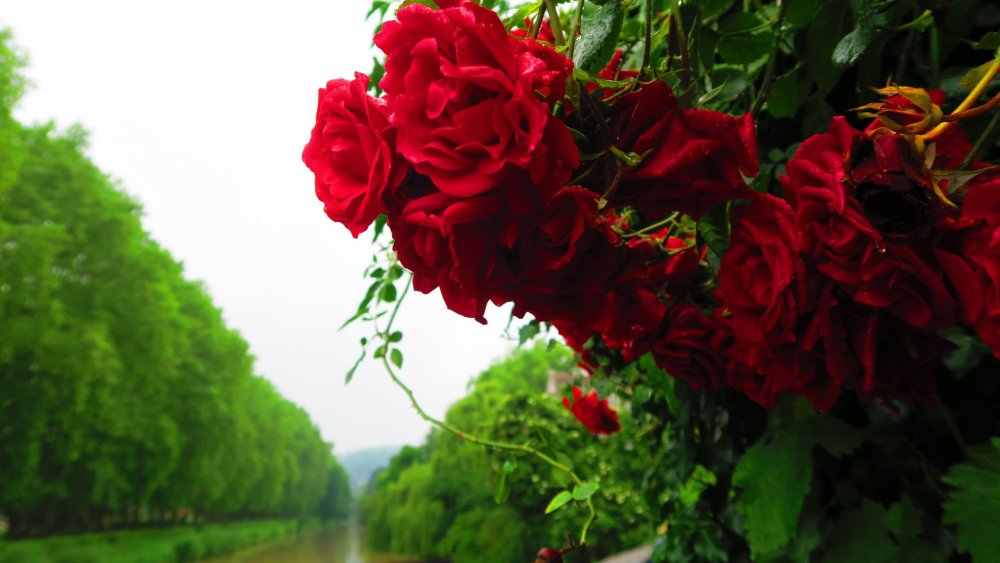 Солнечная Германия 592.jpg