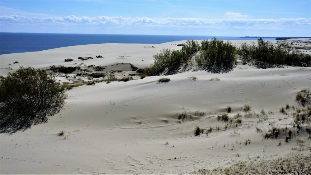 19.05.06_133_ Куршская коса_ Высота Эфа (дюна).JPG