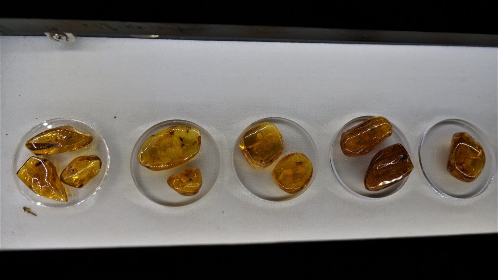 19.05.07_018_Янтарный_Музей янтаря.JPG