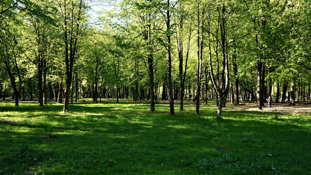 19.05.05_302_Советск_Городской парк Якобсруэ.JPG