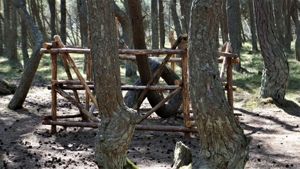 19.05.06_080_ Куршская коса_ Танцующий лес.JPG