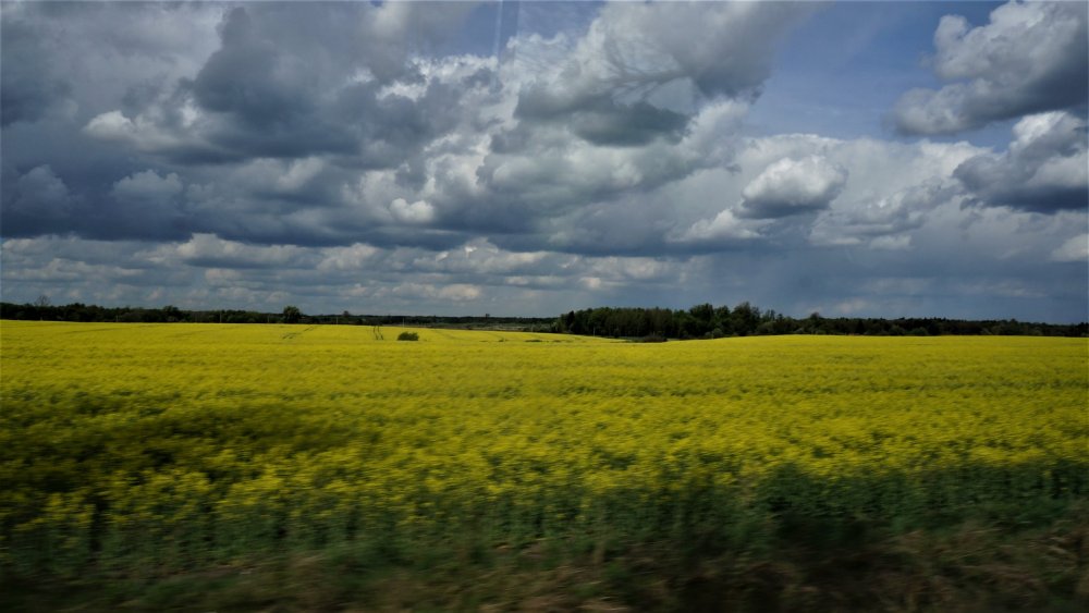 19.05.04_184_ Рапс.JPG