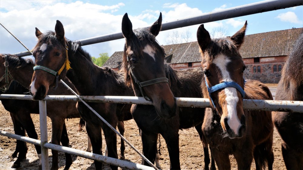 19.05.05_122_Черняховск_Конезавод Георгенбург.JPG