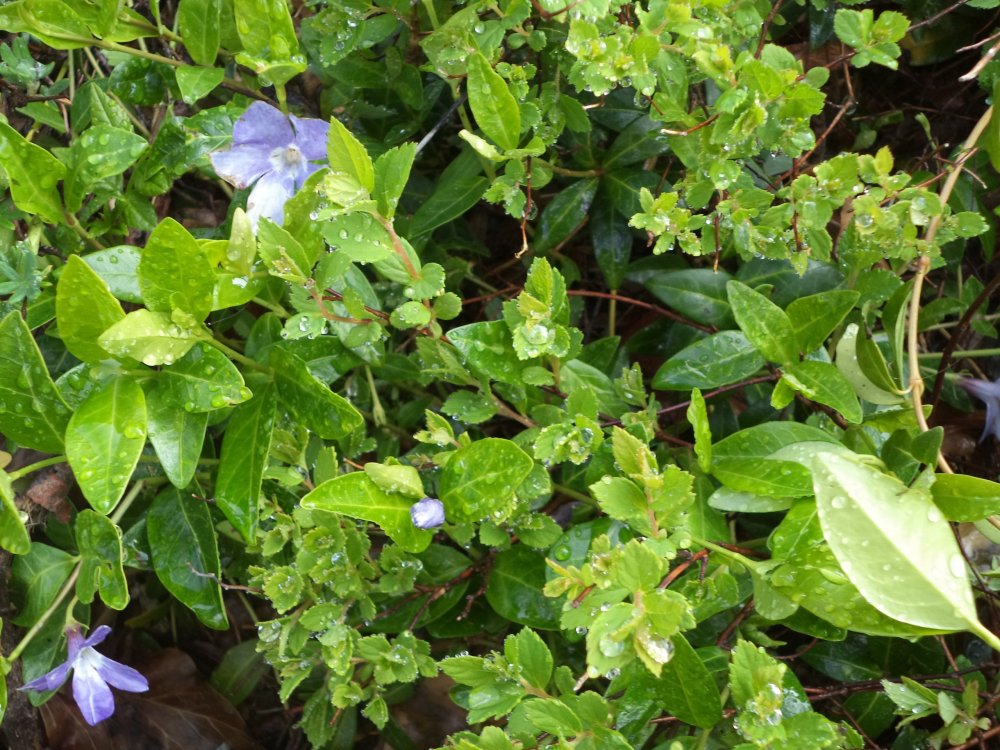 8. Цветы Грюйера.JPG