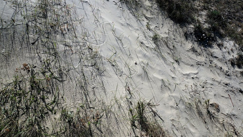 19.05.06_131_ Куршская коса_ Высота Эфа (дюна).JPG