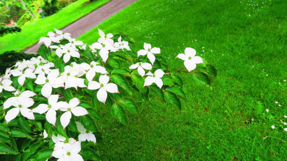 Солнечная Германия 510.jpg